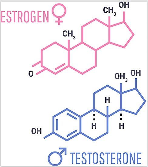 hormonen testosteron oestrogeen