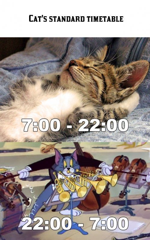 Cat's timetable