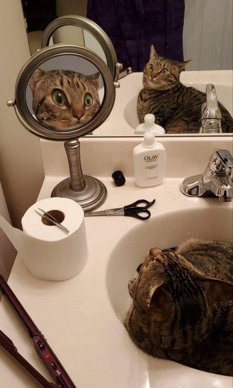 Cats are special