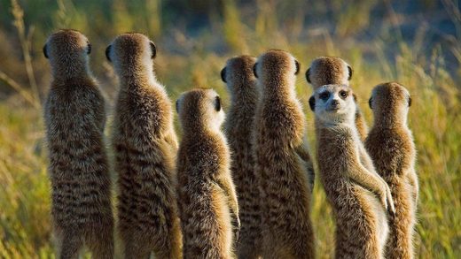 Suricata Meerkats 7+1