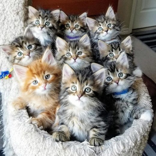 It's the cats that count