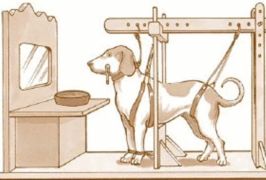 Klik om te vergroten Pavlov Dog