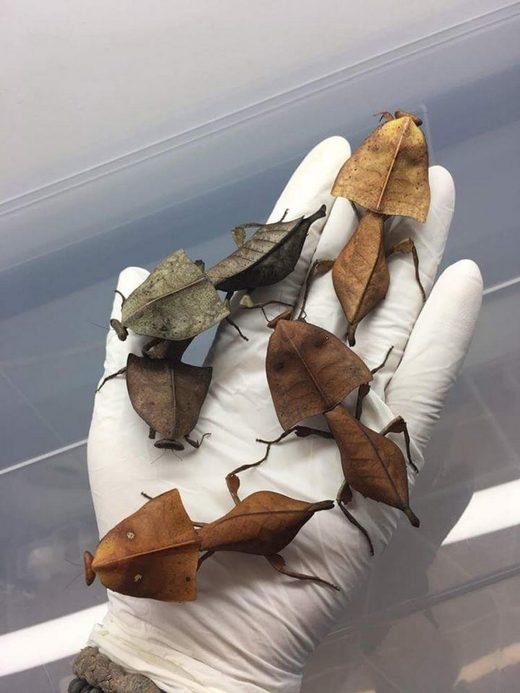 Deroplatys truncata