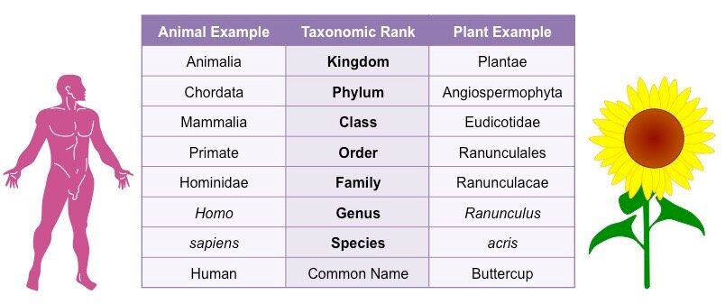 Comparative taxonomy of human and buttercup