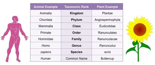 Comparative taxonomy of human and buttercup