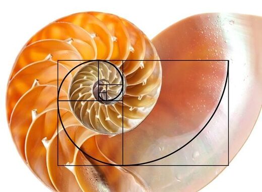 Seashells display the Fibonacci  sequence