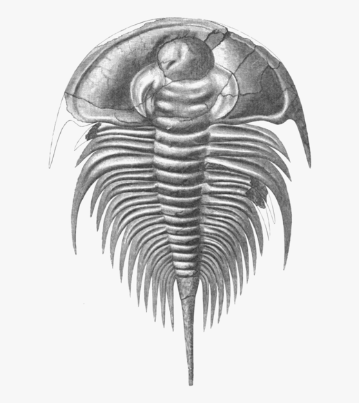 Fossiel van Trilobiet Walliserops trifurcatus​