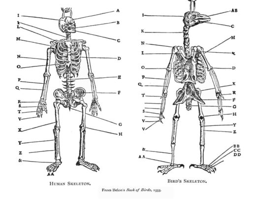Vergelijking tussen vogel en menselijk skelet door Pierre Bellon (1555 AD)