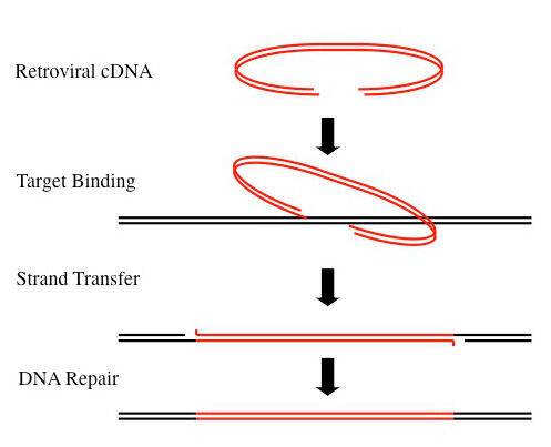 virale integratie in het genoom van de gastheer