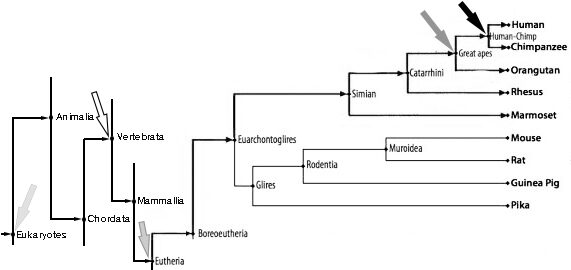 Fylogenetische boom van de mens