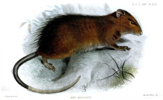 De uitgestorven endemische rat van Christmaseiland (Rattus macleari)