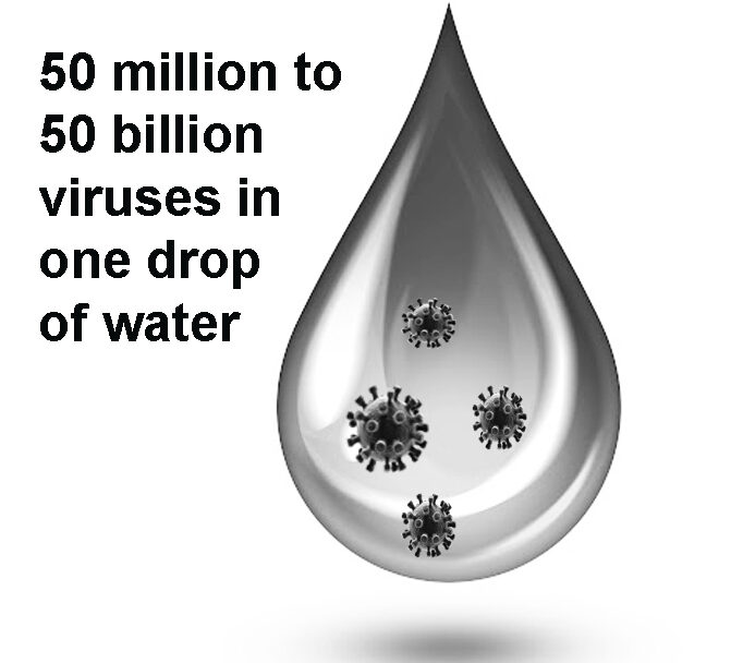 Overvloed aan virussen in zeewater