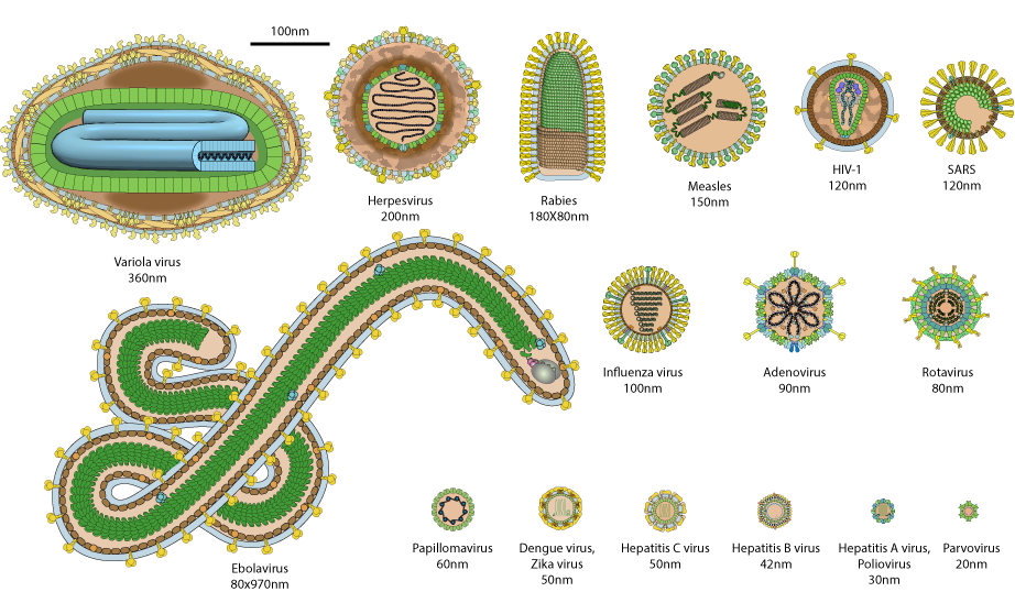 Een klein voorbeeld van virussen met hun diversiteit in omvang en vorm