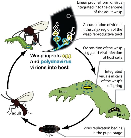 Levenscyclus van sluipwespen en polydnavirussen die parasiteren op een larvengastheer van een lepidoptera