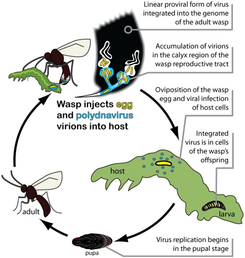 Levenscyclus van sluipwespen en polydnavirussen die parasiteren op een larvengastheer van een lepidoptera
