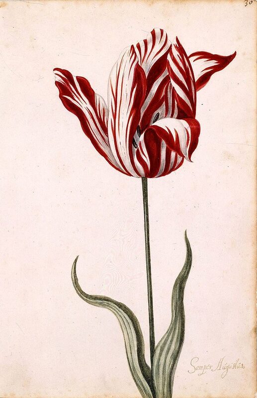 Gouache vóór 1640 - effect van het tulpenmozaïekvirus: witte strepen in de rode bloemblaadjes