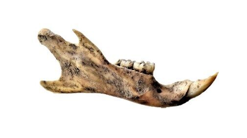 zwarte rat