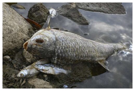 Dead Fishes Oder River