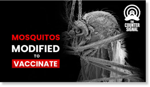 Genetisch gemodificeerde muggen vaccineren een mens