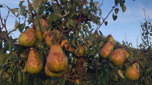 fruit harvest damaged netherlands