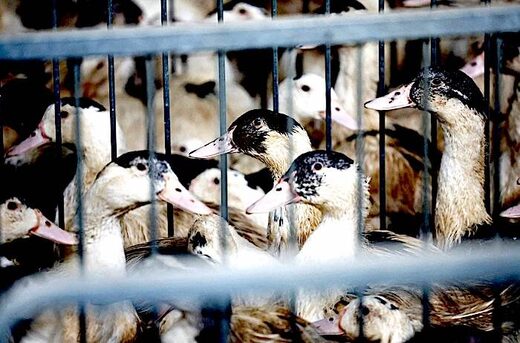 Vaccinfabrikanten ontwikkelen vogelgriepprik voor mensen 'voor het geval dat'