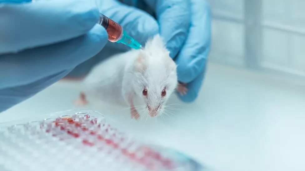 ratten dierproeven