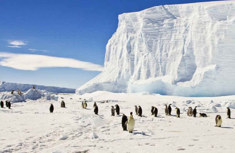 pinguïns